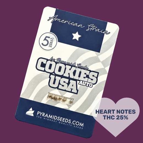 Семена и шишки сорта Cookies от Pyramid Seeds рядом с печеньем — сладкий аромат и вкус